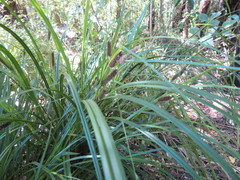 Carex lambertiana