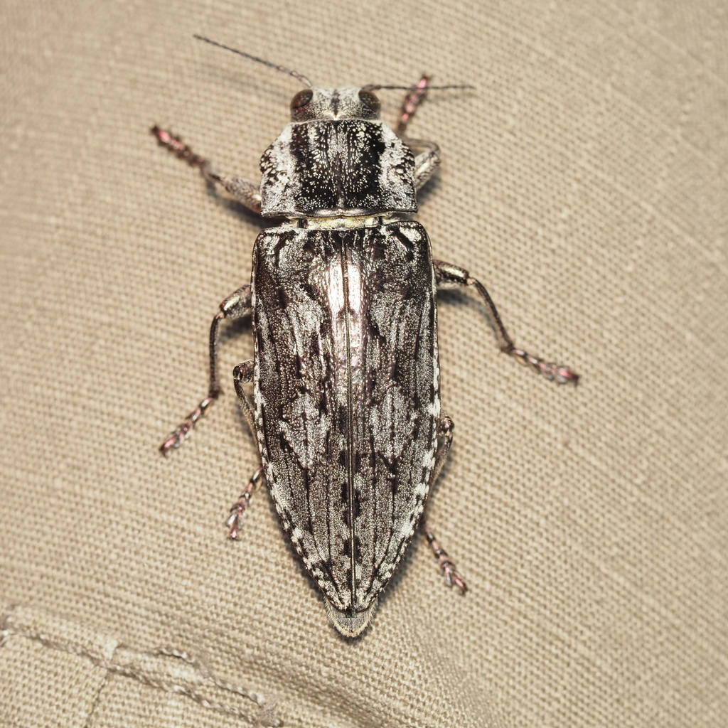 Texania fulleri
