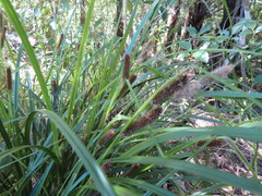 Carex lambertiana
