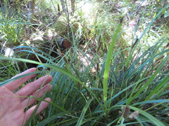 Carex lambertiana