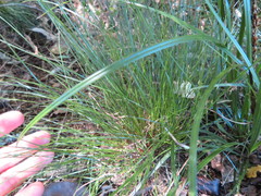 Carex lambertiana
