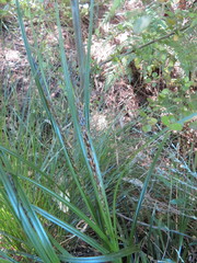 Carex lambertiana