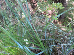 Carex lambertiana