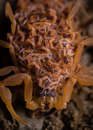 Striped Bark Scorpion, Güémez, Tamps., Mexico, photo 8 of 10