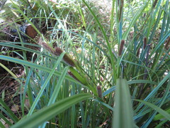 Carex lambertiana