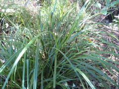 Carex lambertiana
