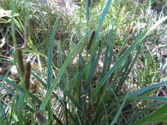 Carex lambertiana