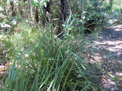 Carex lambertiana