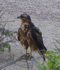 Buteo galapagoensis
