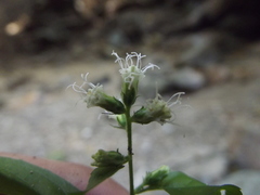 Decachaeta haenkeana