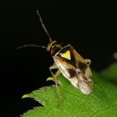 Orthops scutellatus
