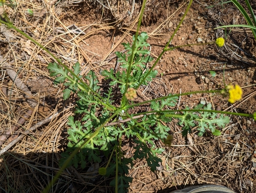peck's sanicle (Sanicula peckiana)