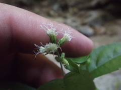 Decachaeta haenkeana