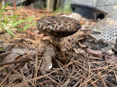 Strobilomyces strobilaceus image