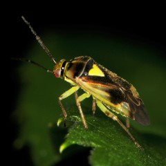 Orthops scutellatus