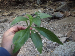 Decachaeta haenkeana