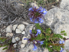 Lobelia valida