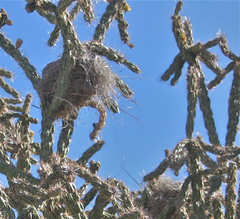 Auriparus flaviceps