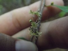 Agonandra racemosa