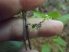 Agonandra racemosa