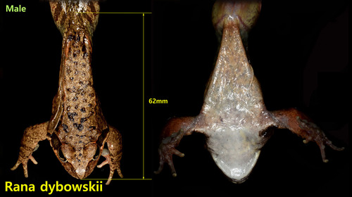 Dybowski's Frog