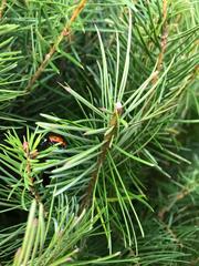 Coccinella septempunctata