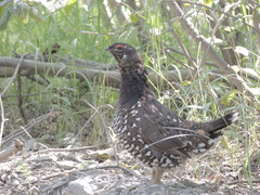 Falcipennis falcipennis