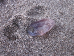 Psammobiidae