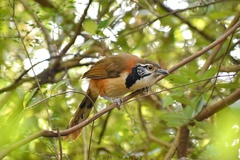 Pterorhinus pectoralis