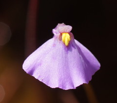 Utricularia barkeri