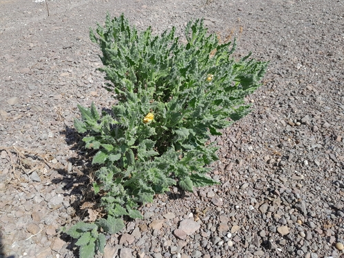 Codon schenckii (Codon schenckii)
