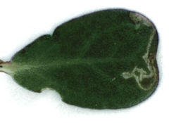 Hypurus bertrandi