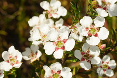 Leptospermum nitidum