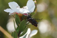Leptospermum nitidum
