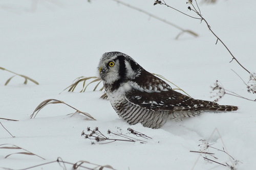 Northern Hawk Owl