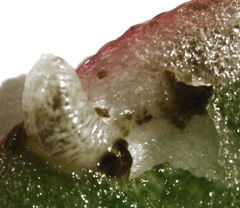 Hypurus bertrandi