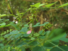 Indigofera salmoniflora