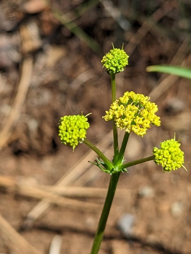 Image of Sanicula peckiana by (c) David Anderson, some rights reserved (CC BY)