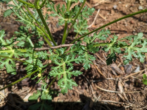 Image of Sanicula peckiana by (c) David Anderson, some rights reserved (CC BY)