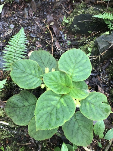 Cyrtandra platyphylla observed 2023-05-28