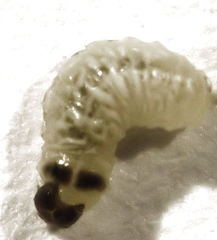 Hypurus bertrandi