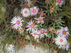 Lampranthus galpiniae