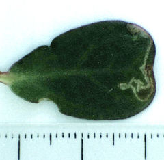 Hypurus bertrandi