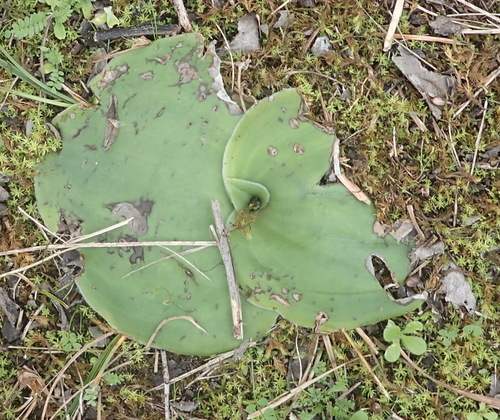 Image of Satyrium princeps by (c) Nicola van Berkel, some rights reserved (CC BY-SA)