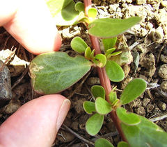 Hypurus bertrandi