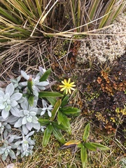 Ranunculus verticillatus