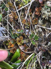 Ranunculus verticillatus