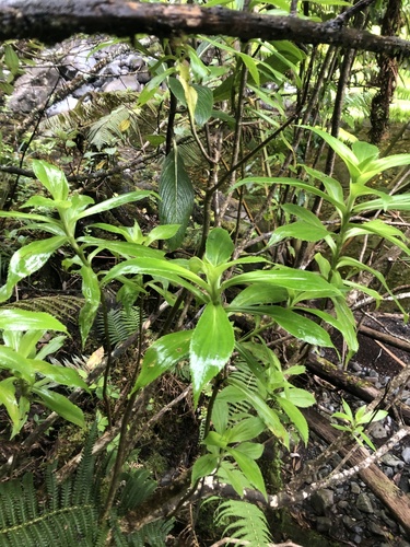 Dubautia plantaginea observed 2023-05-28