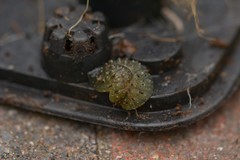 Athoracophorus papillatus