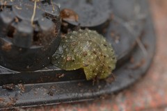 Athoracophorus papillatus